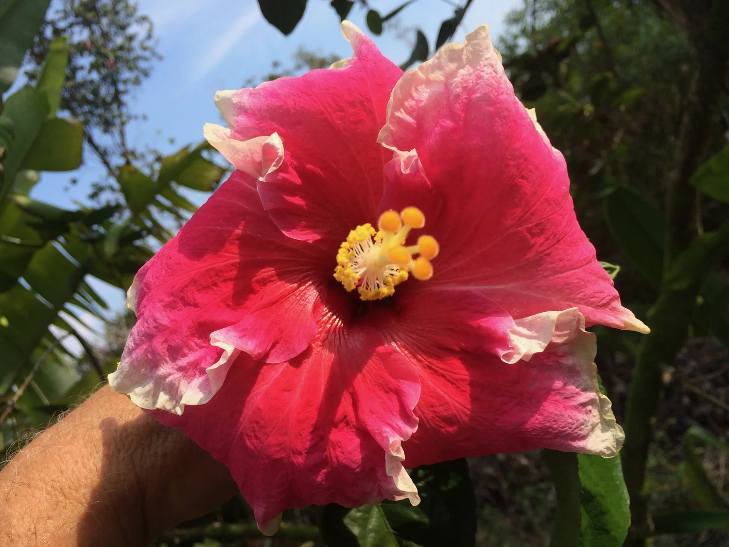 Hibiscus rosa-sinensis 'Reef' — Vintage Green Farms with Tom